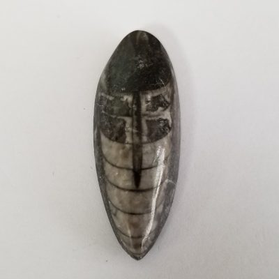Orthoceras Fossil