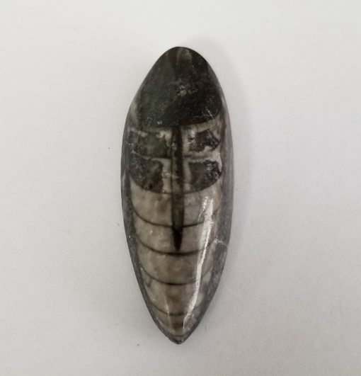 Orthoceras Fossil